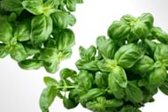Basil is a good source of vitamins, (Image via Pexels/Pixabay)